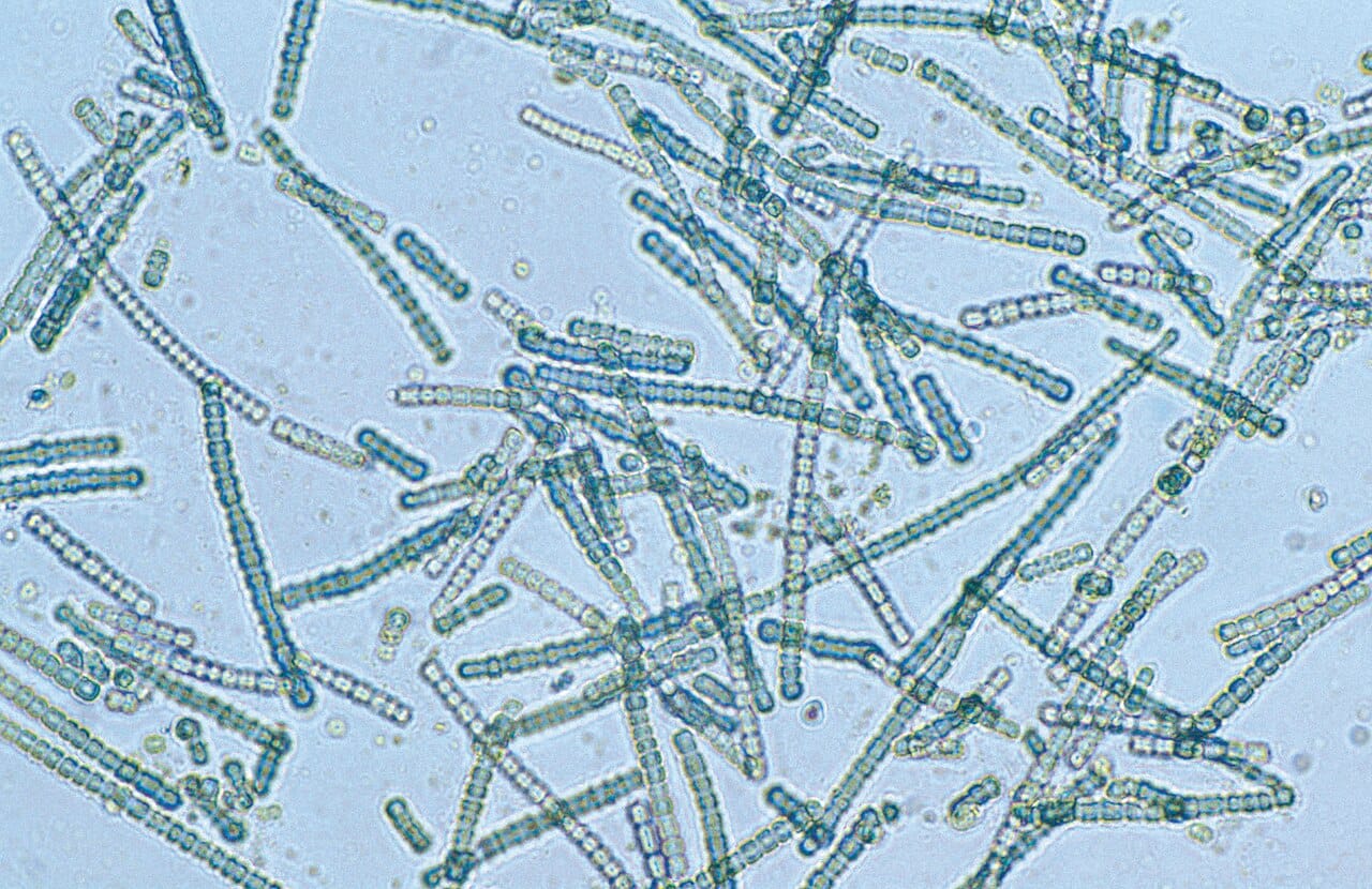 Cyanobacteria. Oxygen production had begun long before the period, and why levels stayed low and stable through it is unresolved.