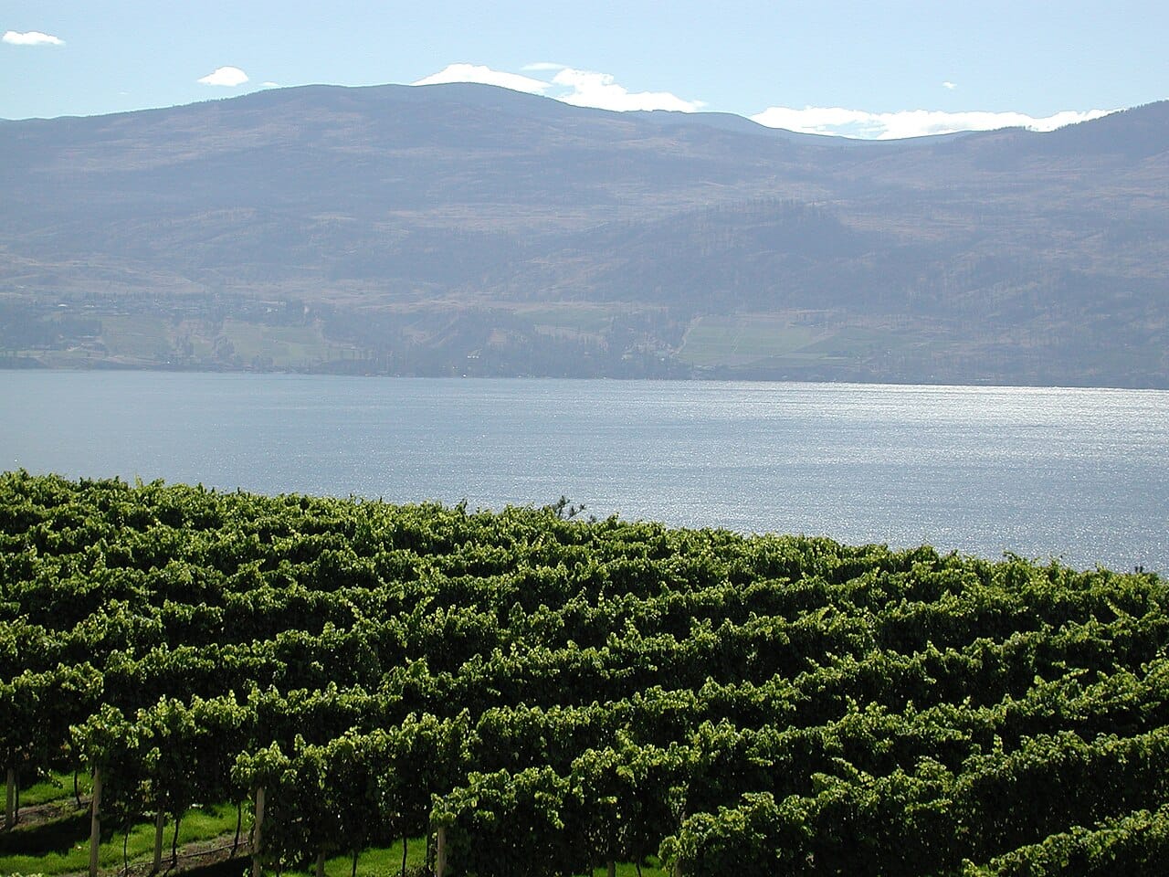Vineyards above Lake Okanagan in the warm, dry interior valleys. The Okanagan is the heart of British Columbia's wine and fruit growing, a striking contrast to the rainy coast.