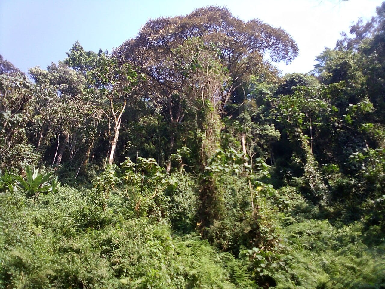 The Kibira forest near Teza. The largest remaining montane rainforest in Burundi and a refuge for chimpanzees, it survives in a country whose steep hillsides are otherwise farmed almost continuously.