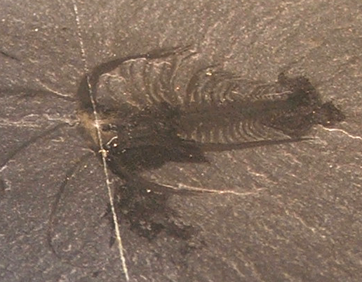 A fossil of an early Cambrian animal, one of the strange new forms that appeared.