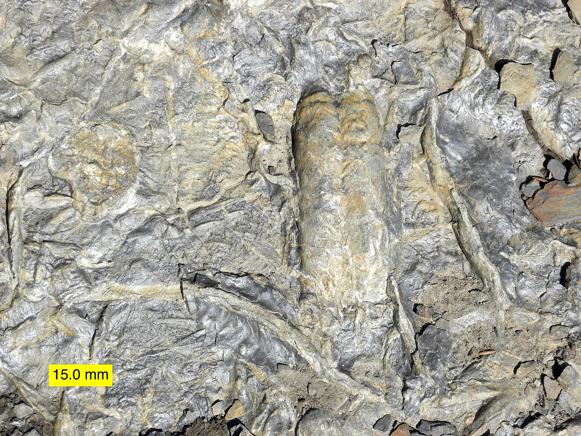 Trace fossils from the Cambrian, recording the activity of early animals.