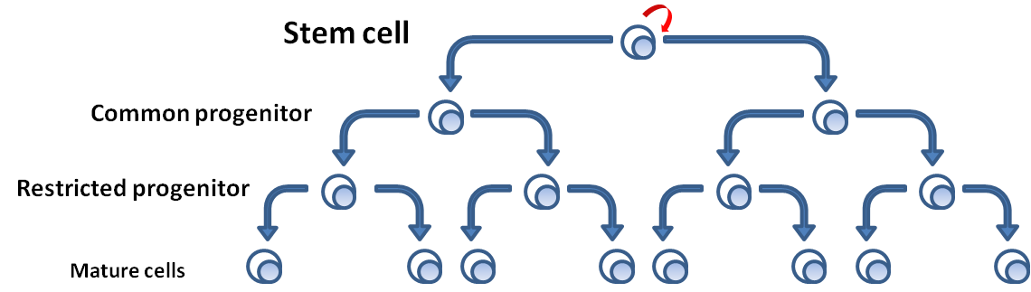 Normal tissue stem cells. The hypothesis proposes that tumours are organised on the same hierarchical pattern, with a small self-renewing population sustaining the rest.