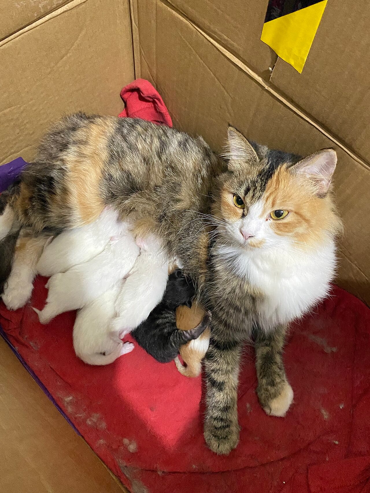 A cat nursing kittens. Cats are induced ovulators, breed prolifically, and reach sexual maturity at a few months, which is the arithmetic behind uncontrolled population growth.