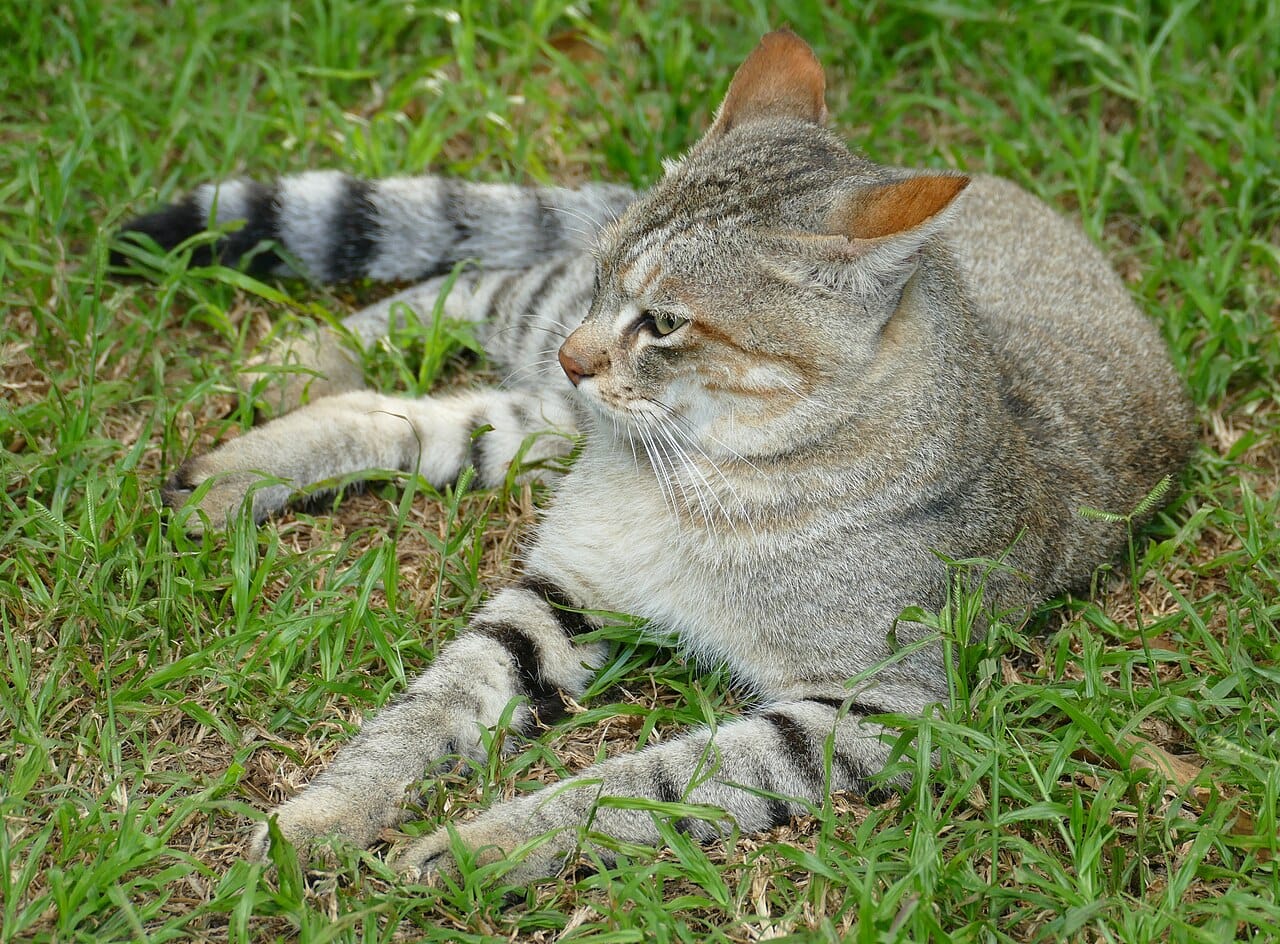 A southern African wildcat, photographed in captivity. The African wildcat, Felis lybica, is the sole ancestor of every domestic cat, and is still difficult to tell from a domestic tabby at a glance.