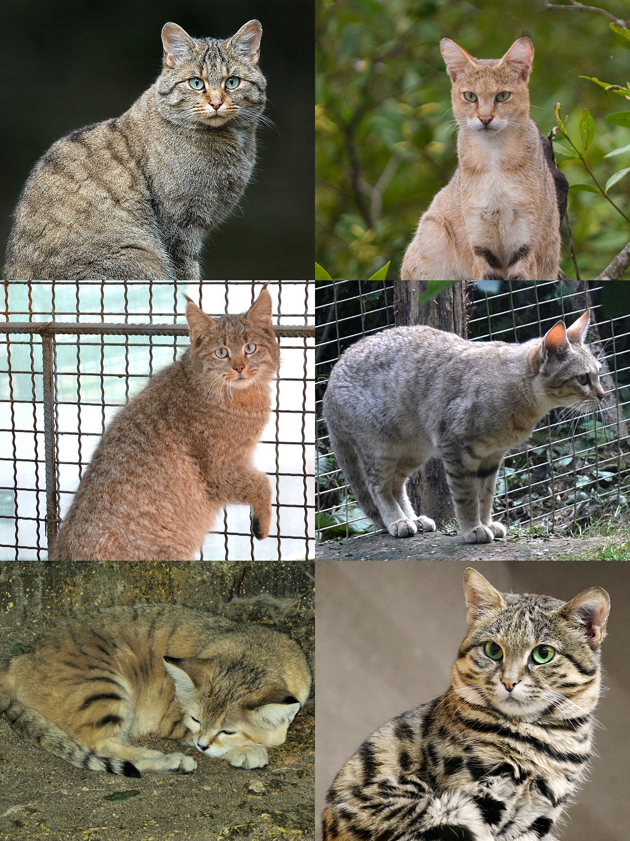 Species of the genus Felis. The domestic cat sits among several small wildcats, and hybridisation with them remains possible and is a conservation problem for the European wildcat.