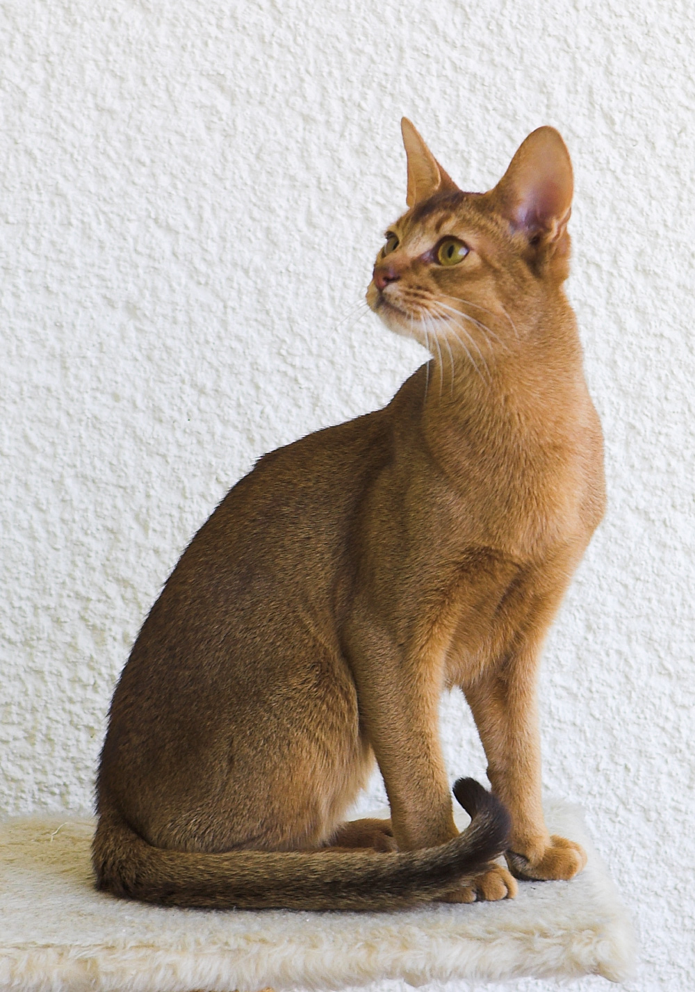 Quiomme's Gustav (Abessinierkater chocolate) Credit: Karin Langner-Bahmann (CC BY-SA 3.0).
