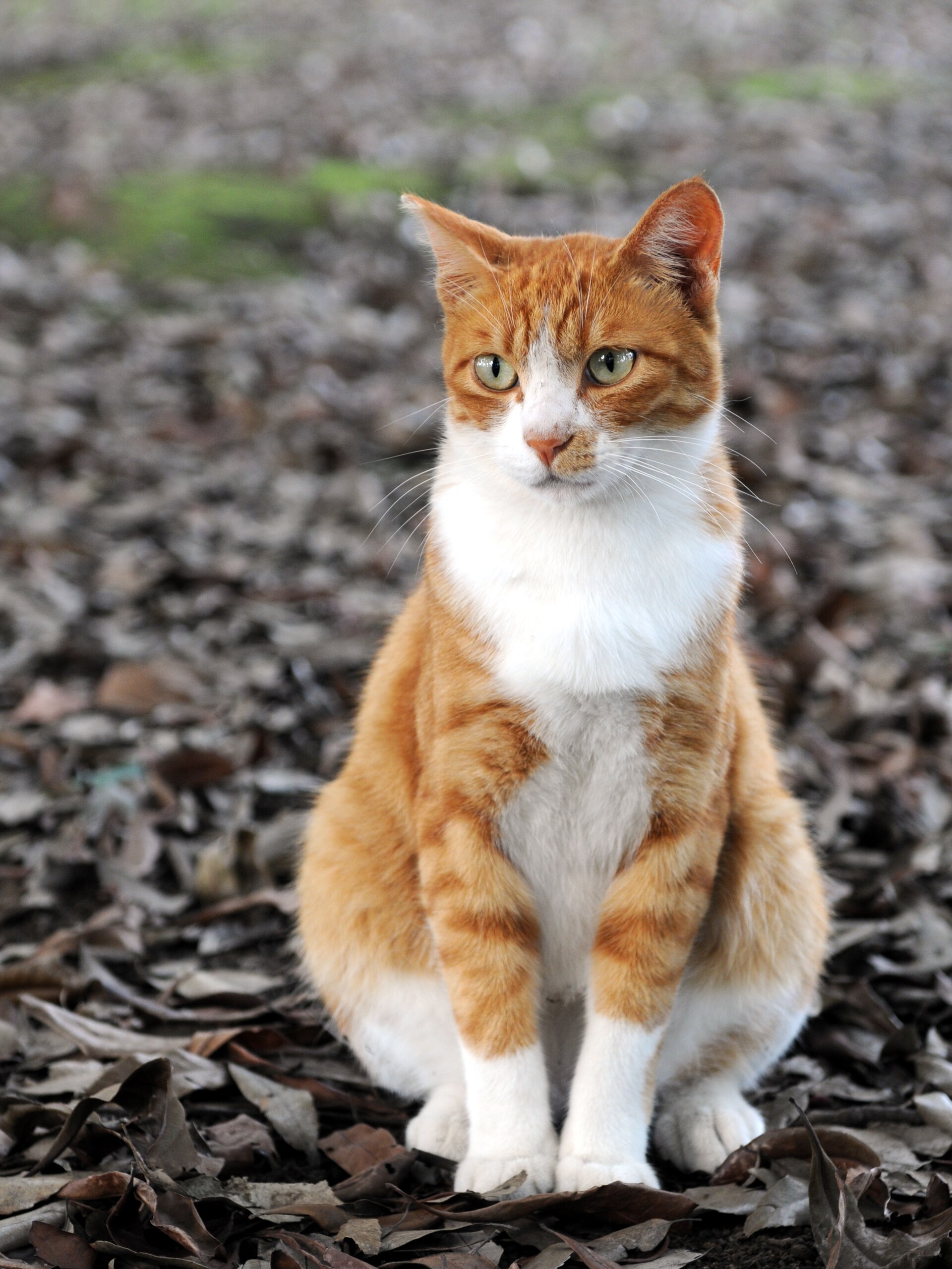Orange and white tabby cat sitting on fallen leaves Credit: Orange_tabby_cat_sitting_on_fallen_leaves-Hisashi-01.jpg: Hisashi from Japan derivative work: Caspian blue (CC BY-SA 2.0).