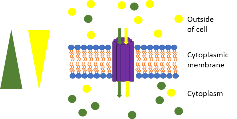 A transport protein moving two substances together. Coupling the movement of one substance to another allows transport against a concentration gradient.