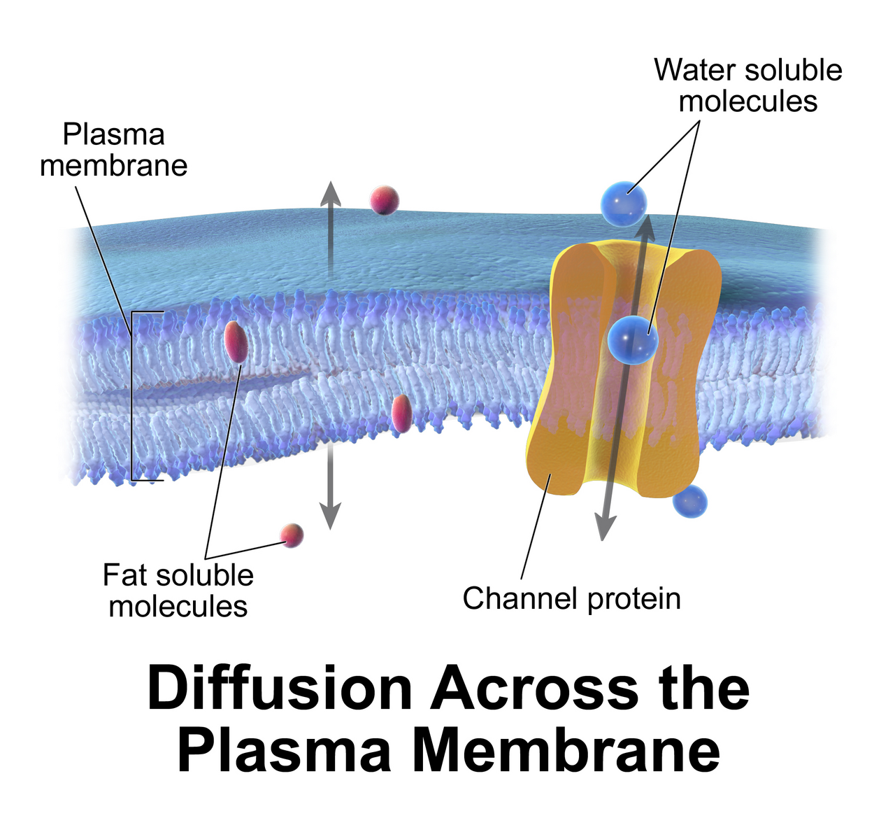 Movement across a membrane. Small uncharged molecules pass directly, and everything else requires a protein.