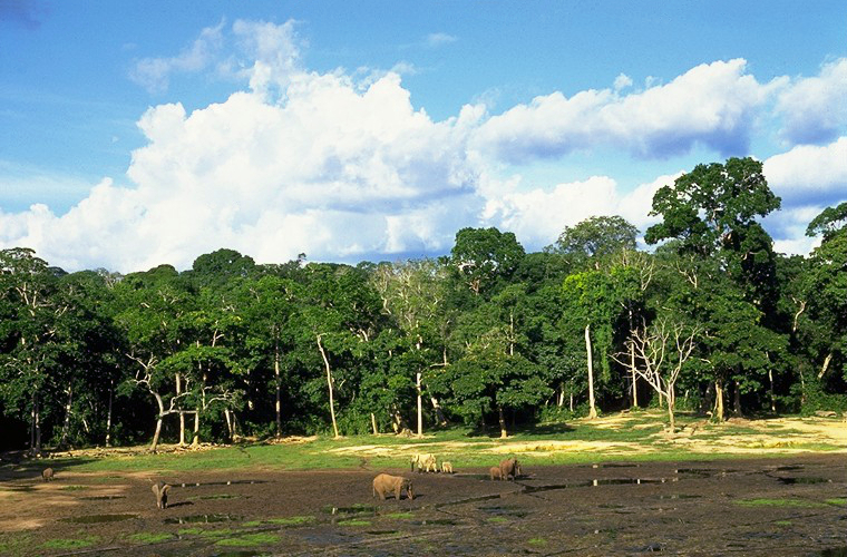 The rainforest of the Dzanga-Sangha Reserve, a refuge for forest elephants and gorillas in the country's southwest. Credit: Damiano Luchetti (Public domain).