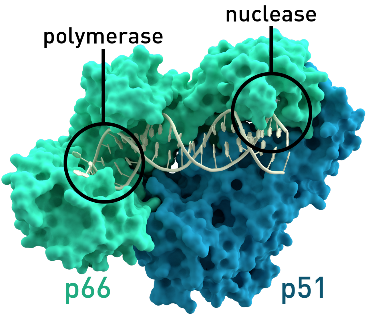 Reverse transcriptase, the enzyme that writes DNA from an RNA template. Its discovery in 1970 was widely reported as overturning the central dogma, which it did not: Crick had listed the transfer as possible thirteen years earlier.