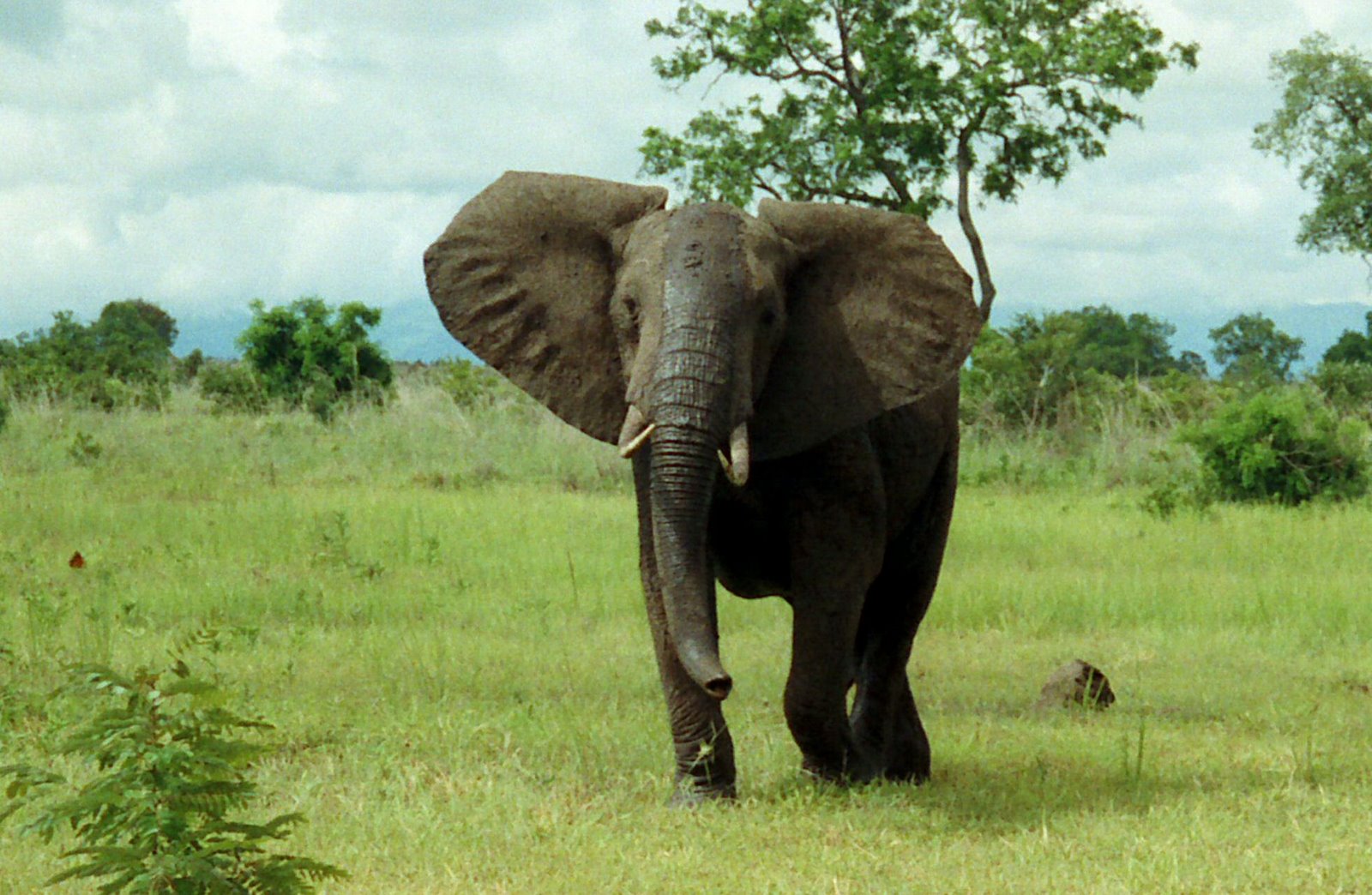 An African bush elephant. Chad's national parks, above all Zakouma in the south, shelter elephants, lions, and other wildlife, and have become a notable conservation success amid the country's hardships.