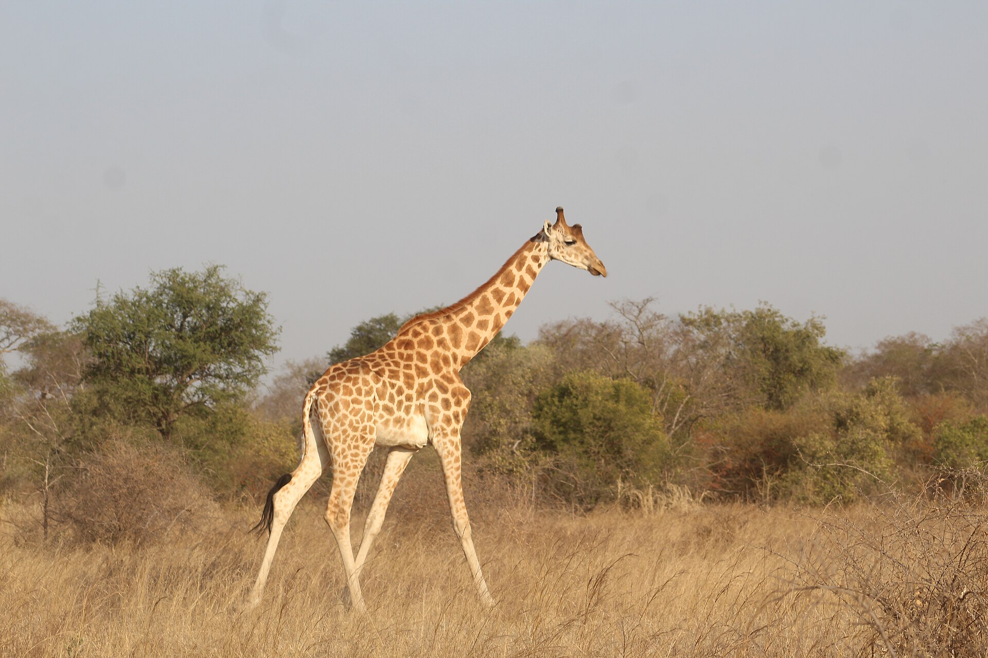 A giraffe in Zakouma National Park, in the savanna of southern Chad. Credit: Fatakaya (CC BY-SA 4.0).