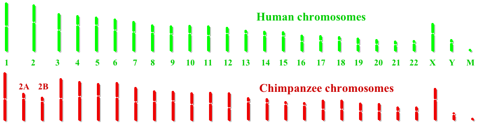 Human chromosome 2 aligned against two chimpanzee chromosomes. The fusion of two ancestral chromosomes in the human line is why we have 23 pairs and other great apes have 24.