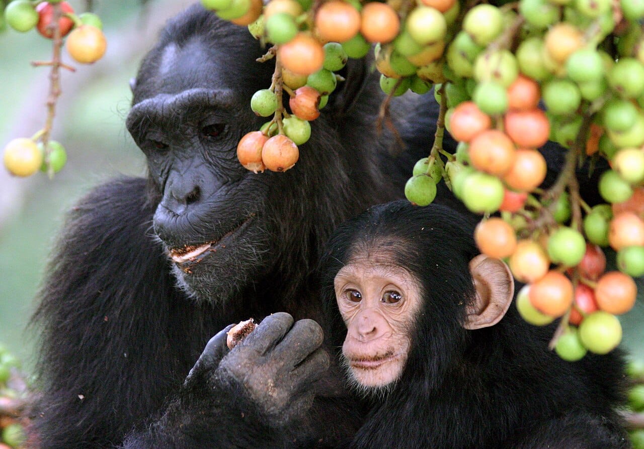 An adult female and infant feeding in a fig tree. Figs are a keystone food for chimpanzees because they fruit unpredictably through the year rather than in a single season.