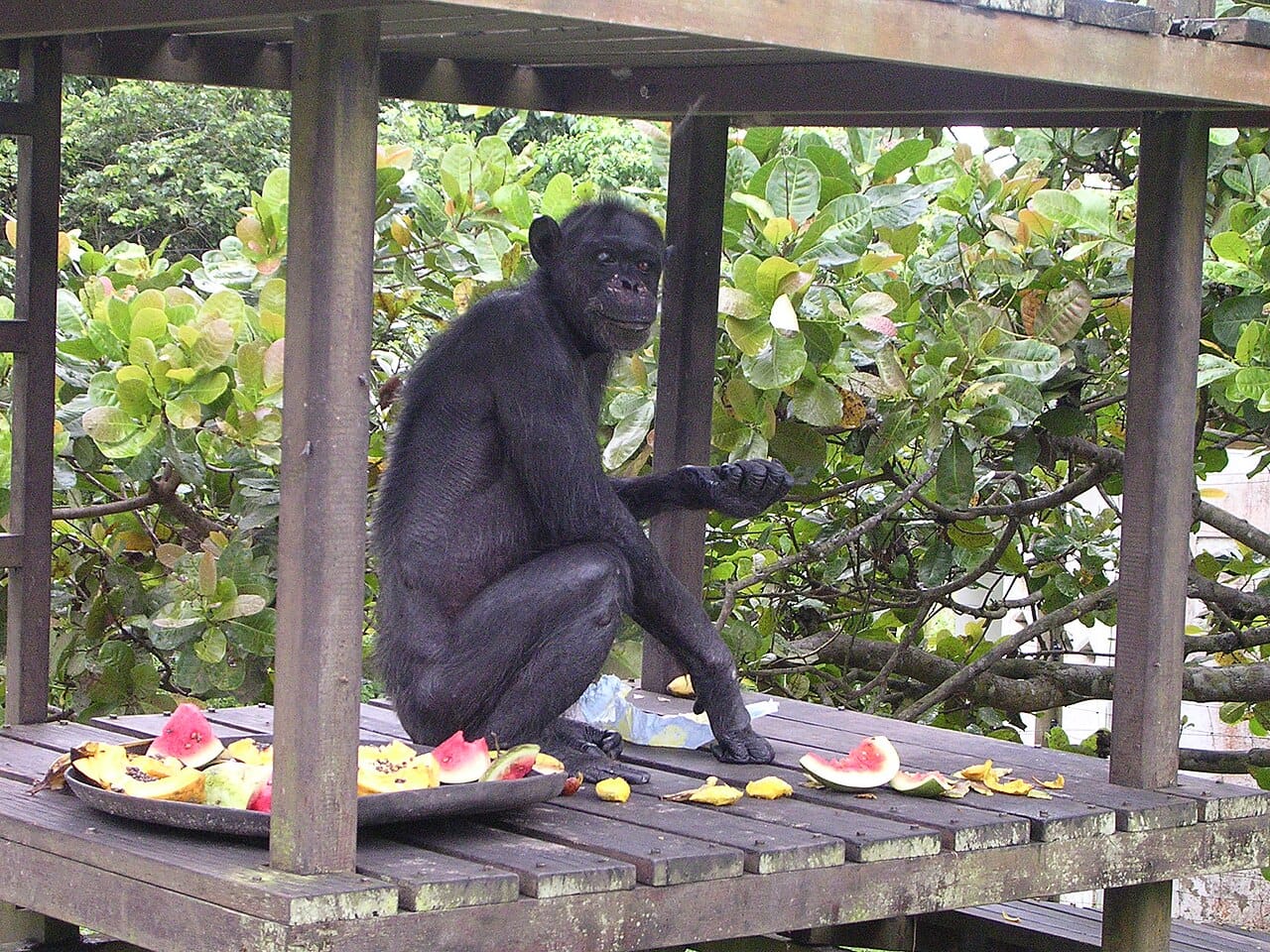 Gregoire, a chimpanzee rescued from decades of solitary confinement in a Brazzaville zoo and cared for at a sanctuary until his death in 2008. He was thought to be around 66 years old.