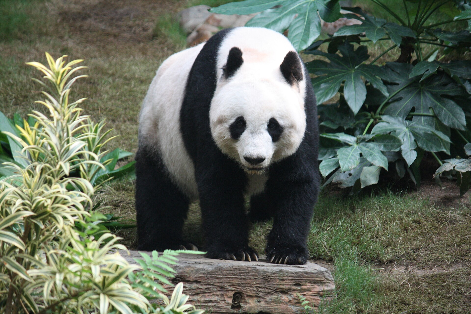 The giant panda, found in the wild only in China's mountain bamboo forests. Once endangered, it has become a national symbol and a fixture of Chinese diplomacy abroad.