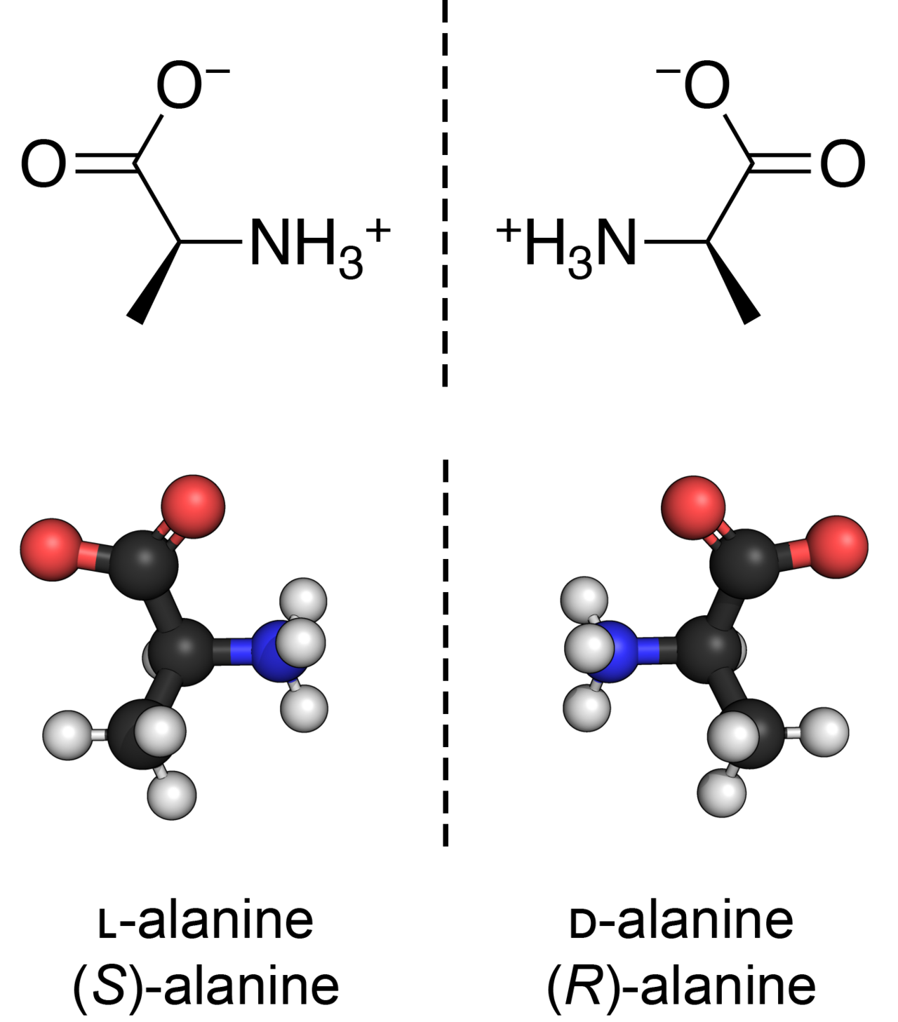 The two mirror-image forms of alanine. They have identical bonds and identical energies, and no rotation will bring one into coincidence with the other.