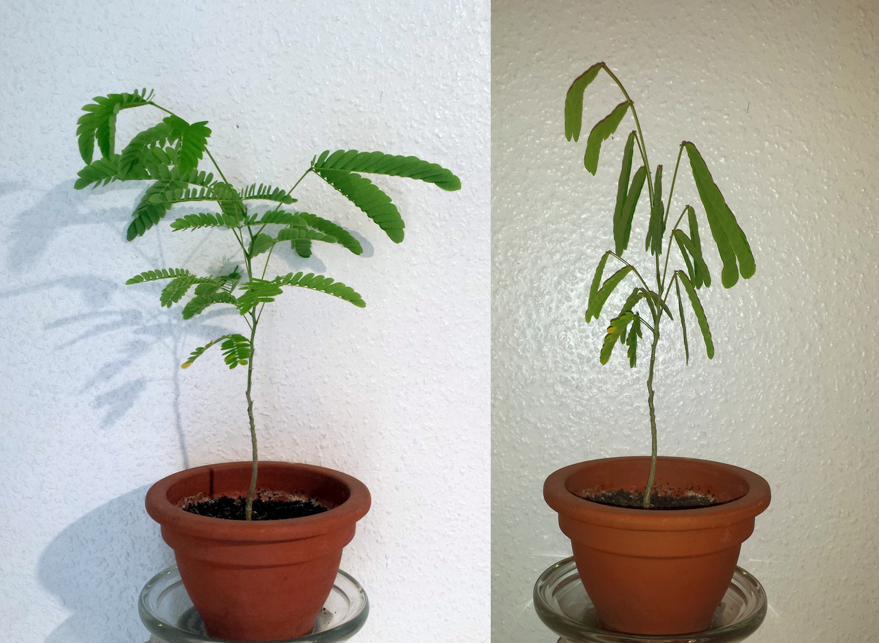 A mimosa. Its daily leaf movements continue in constant darkness, which is the observation from 1729 that first indicated an internal rather than a responsive clock.