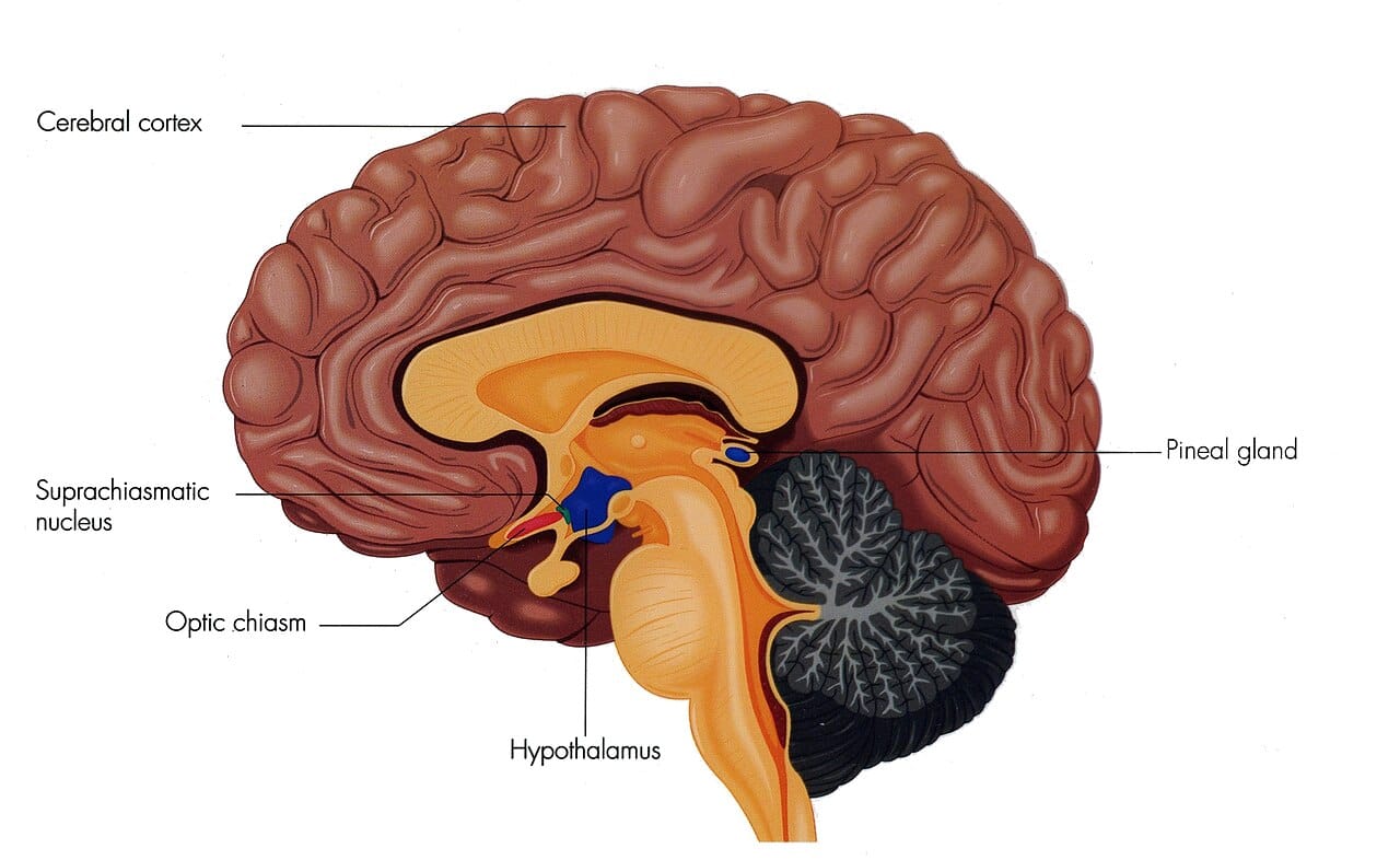 The suprachiasmatic nucleus. This small hypothalamic structure receives direct input from the retina and coordinates clocks throughout the body.