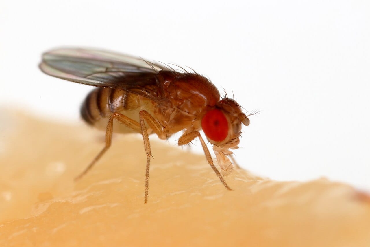 Drosophila. Work in fruit flies identified the period gene and the feedback loop it participates in, and the 2017 Nobel Prize in Physiology or Medicine recognised it.