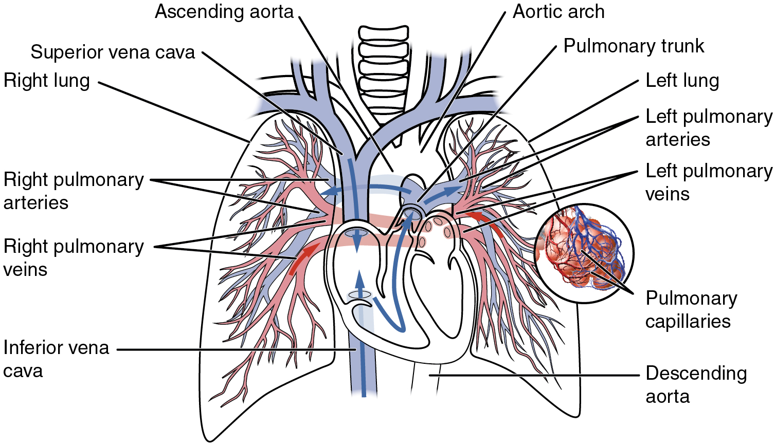 The pulmonary circulation, carrying blood between the heart and lungs.