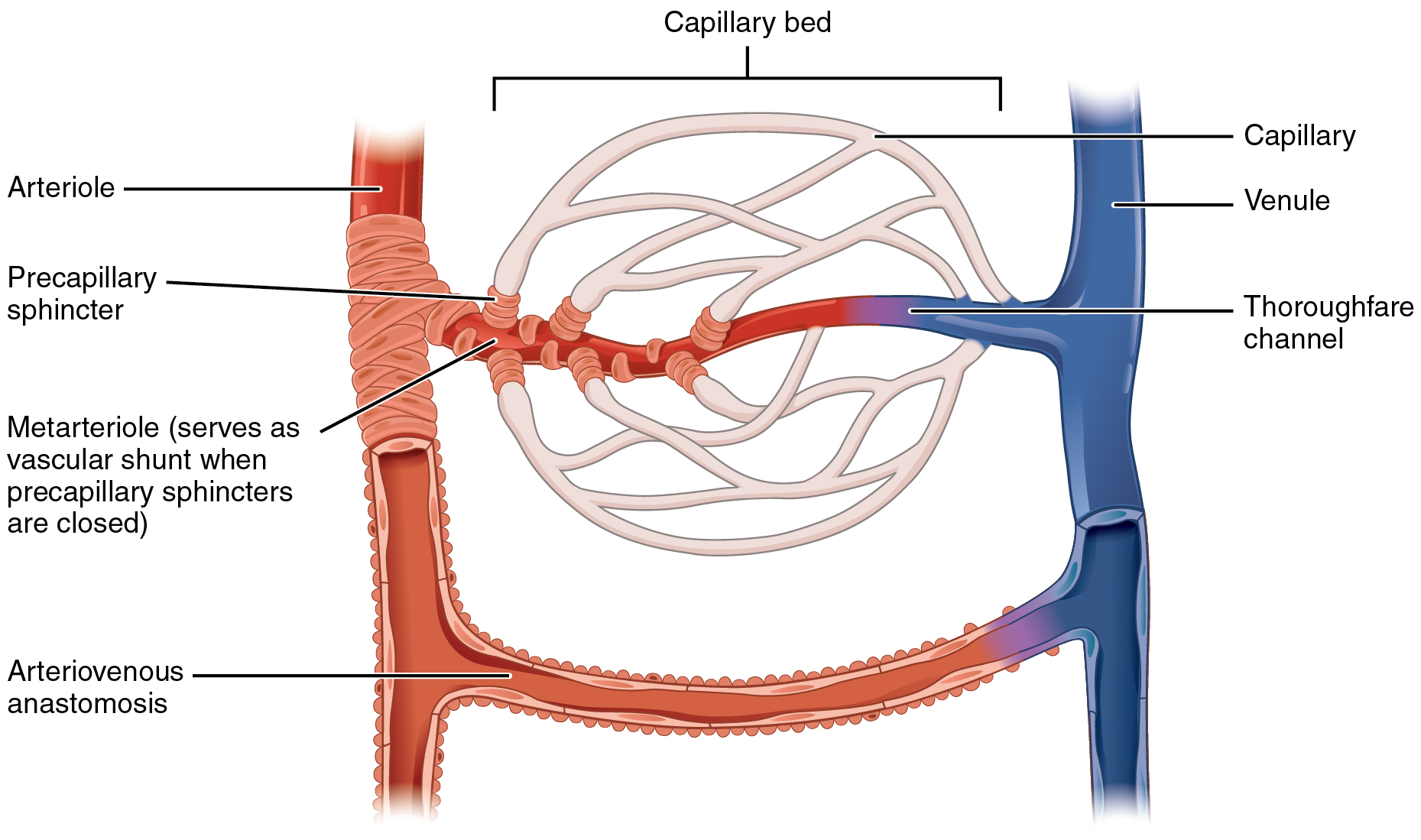 A capillary bed, where blood exchanges oxygen and nutrients with the tissues.