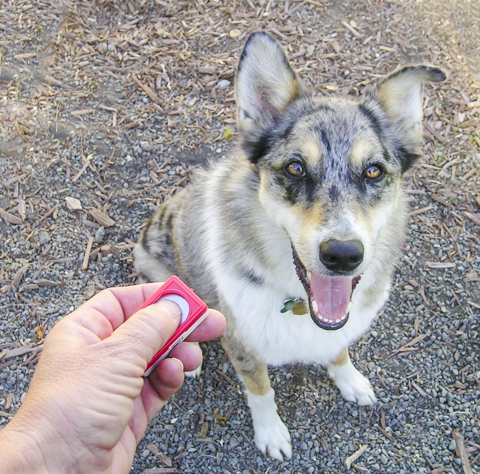 Modern animal training, such as clicker training, applies the principles of classical conditioning.