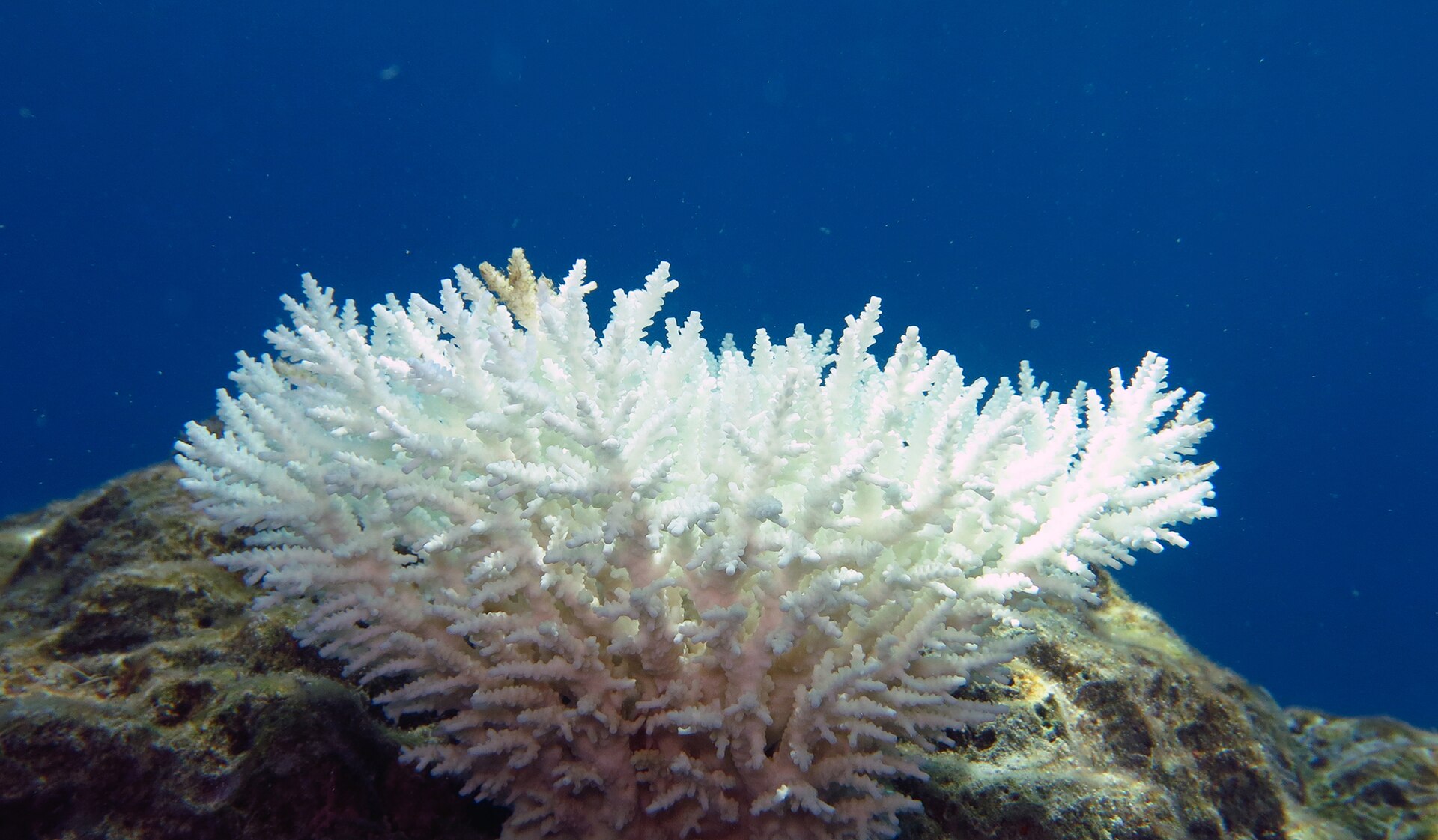 Bleached coral; warming oceans are devastating reefs around the world.