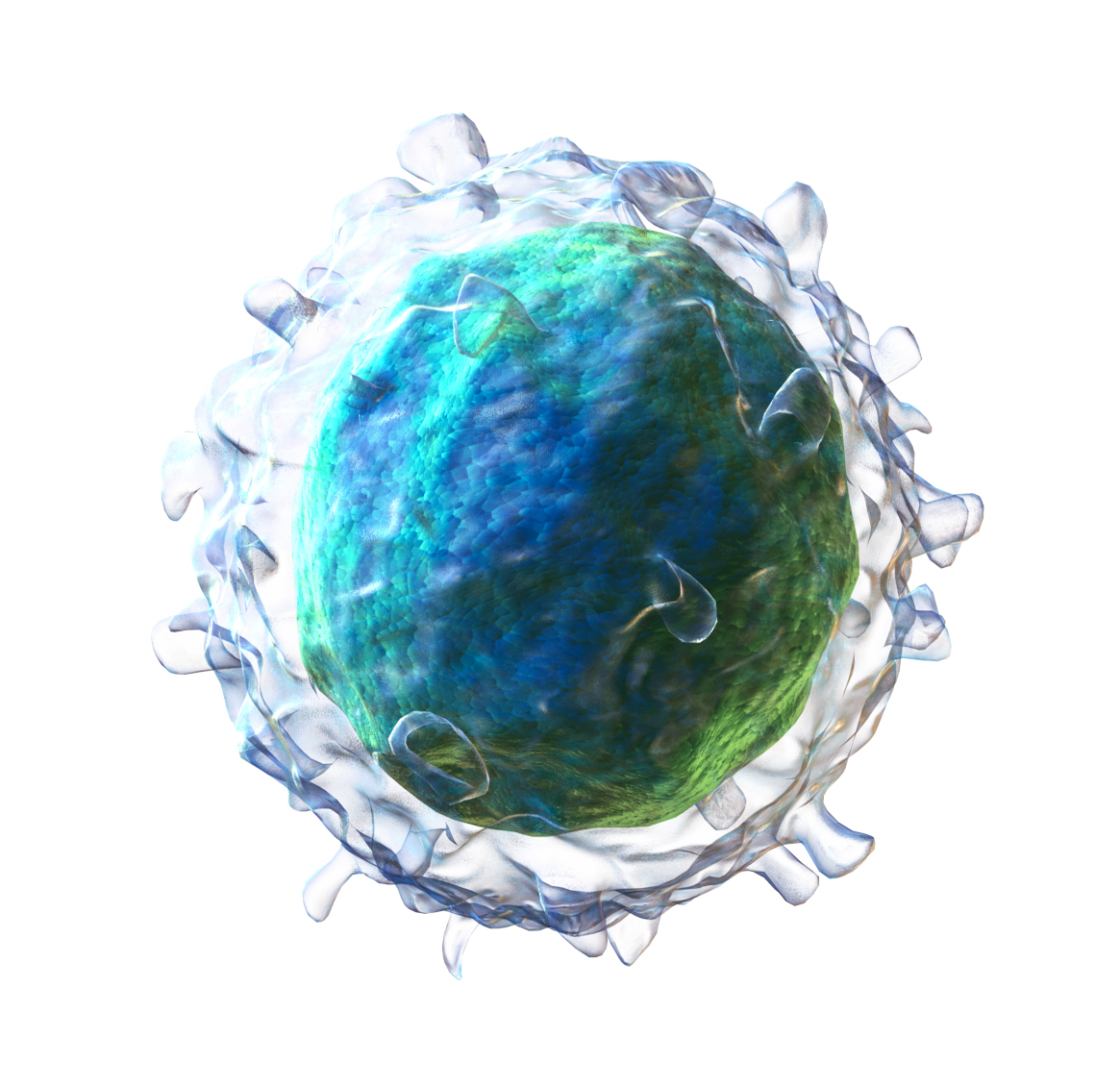 A B lymphocyte. Each carries receptors of a single specificity, generated before it ever meets an antigen.