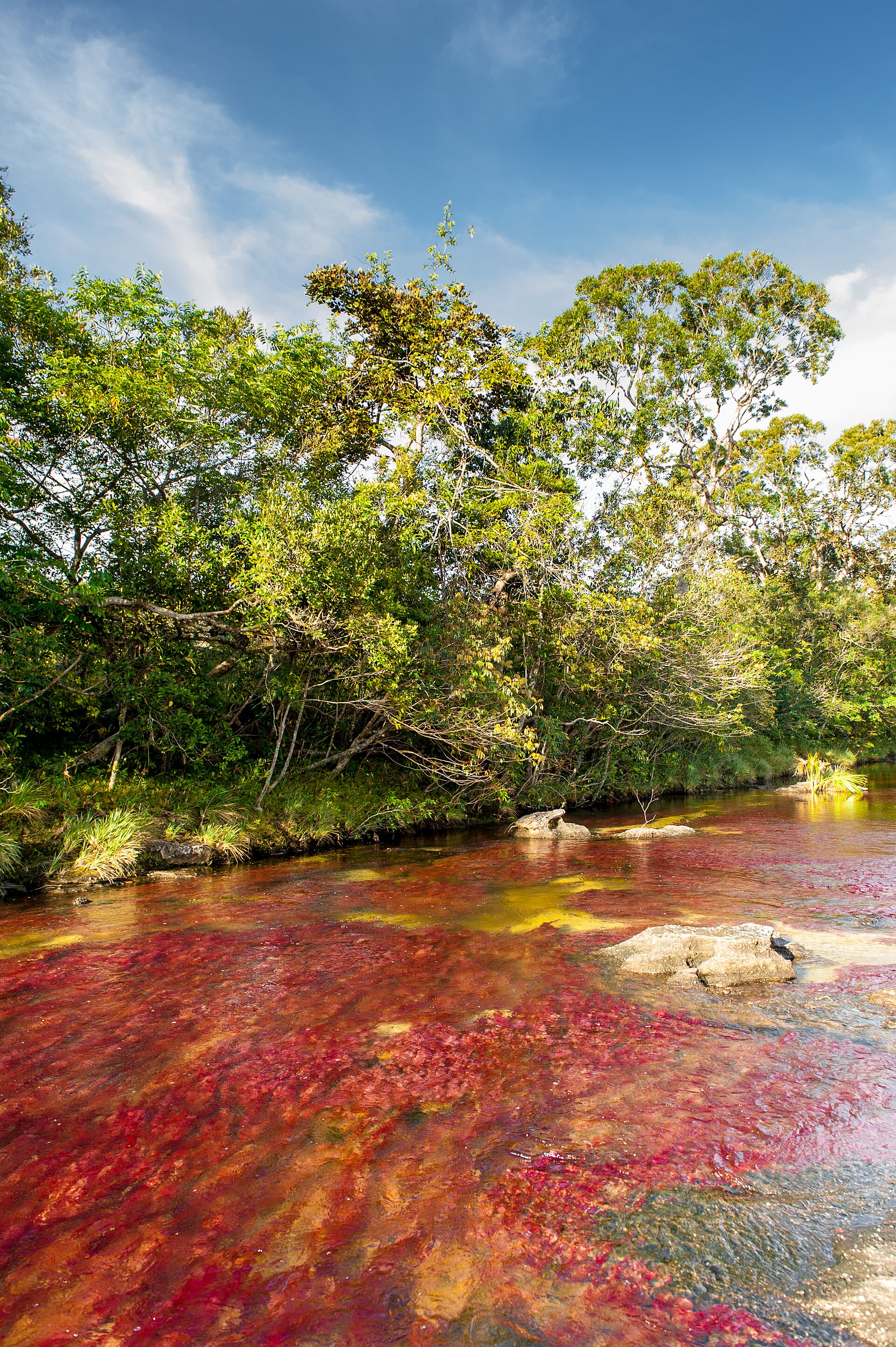 Cano Cristales, the so-called river of five colours, whose aquatic plants turn its waters vivid red in season.