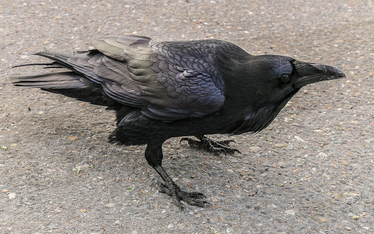 A common raven. The shaggy throat feathers, heavy bill and wedge-shaped tail distinguish it from the carrion crow, which is smaller and square-tailed.
