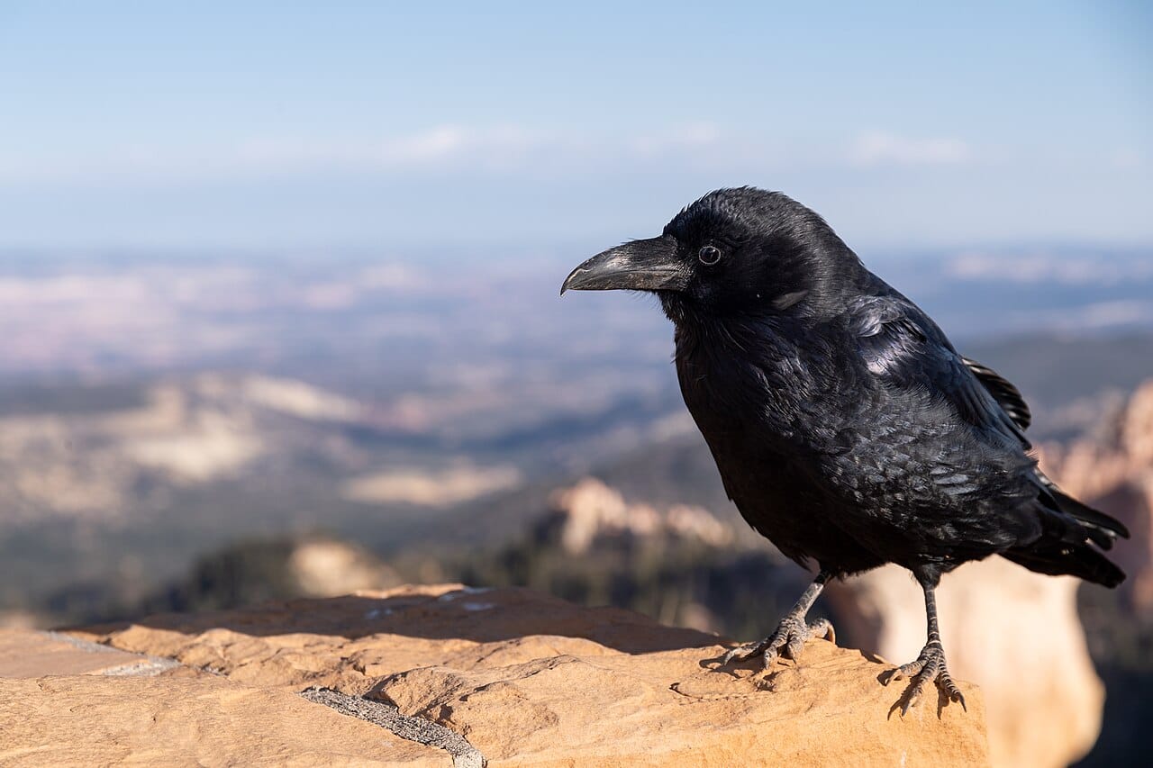 A raven near a car park. Ravens are unusually tolerant of human presence and quick to exploit new food sources, which is part of why they are studied so heavily.