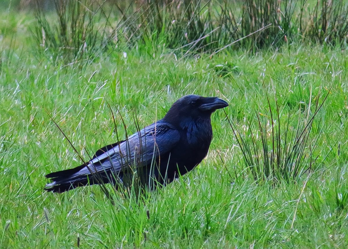 A raven in flight. Ravens soar, tumble and fly upside down briefly, behaviours that have no obvious function and are usually described as play.