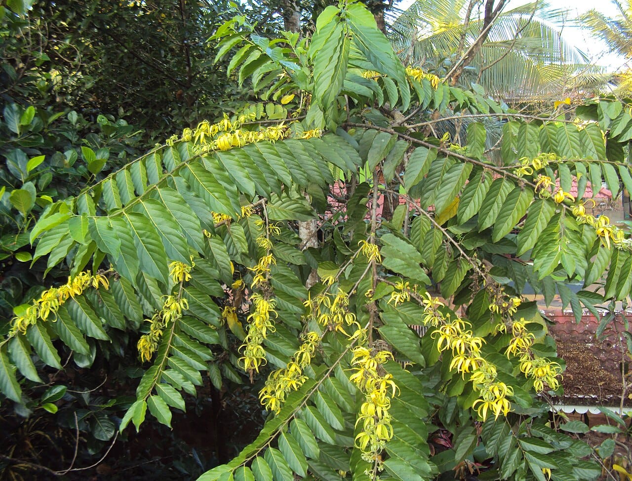 The flower of the ylang-ylang tree, distilled into an essence prized by the world's perfume houses. The Comoros is one of the leading producers of this fragrant oil, a rare high-value export for one of the world's poorest countries.