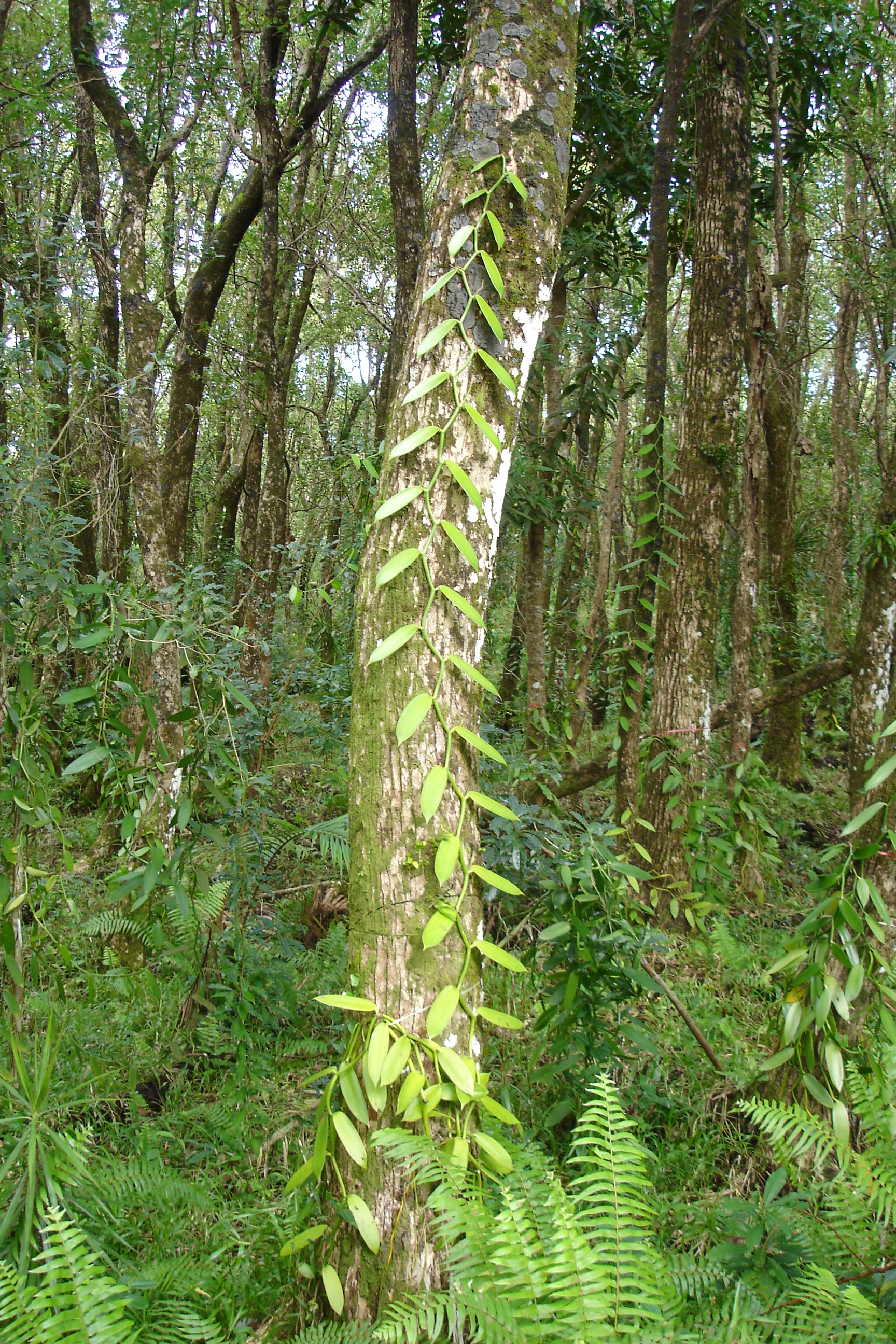 A vanilla plantation in the Comoros, one of the fragrant cash crops grown for the world's perfume and food industries. Credit: David Monniaux (CC BY-SA 3.0).