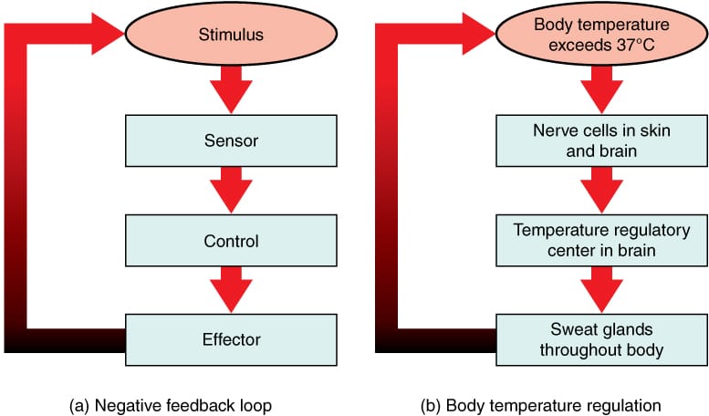 Negative feedback regulating conditions in the body. Physiological homeostasis is feedback control implemented biologically, and it is analysed with the same mathematics.