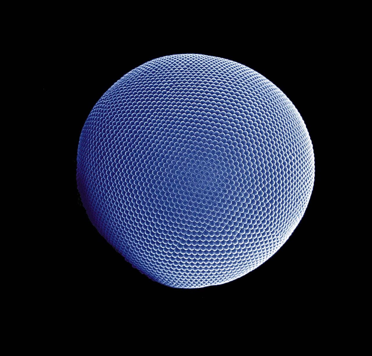 A compound eye. Image-forming eyes have arisen independently dozens of times using several distinct optical designs, which is why they are the standard illustration of convergence.