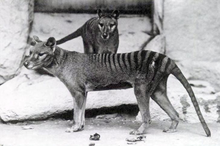 The thylacine, a marsupial predator of Tasmania whose skull is so similar to that of a wolf that students are routinely asked to distinguish them. The lineages separated over a hundred million years ago.