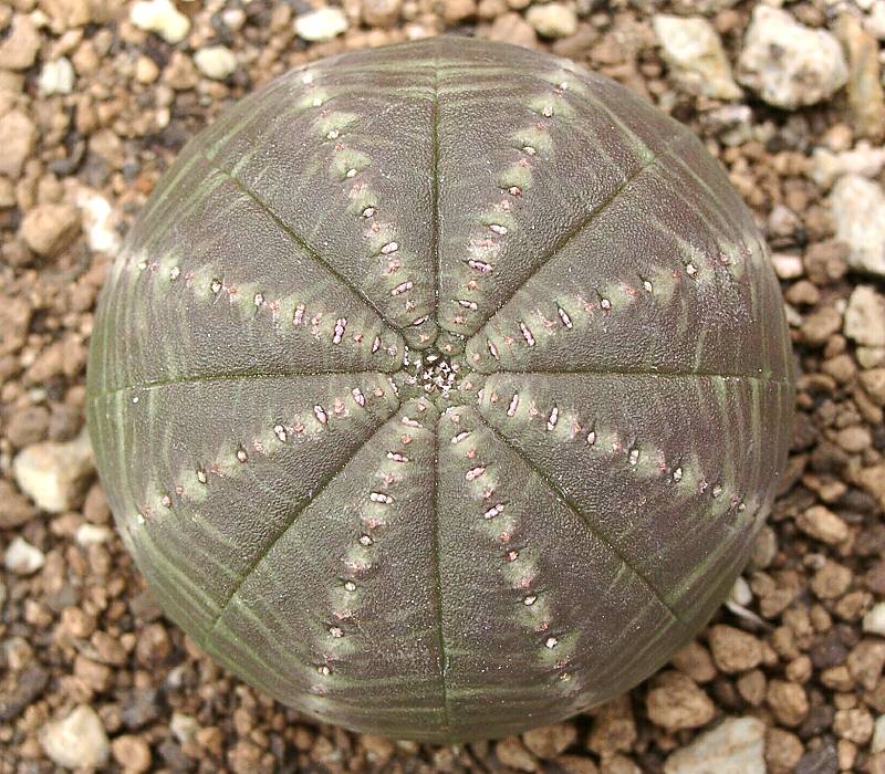 Euphorbia obesa, an African plant that independently evolved the swollen water-storing stem, spines and reduced leaves of an American cactus. The families are unrelated.