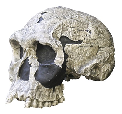 Homo habilis. Wrangham places the transition earlier, at the origin of Homo erectus, on the grounds that the anatomical changes appear there.