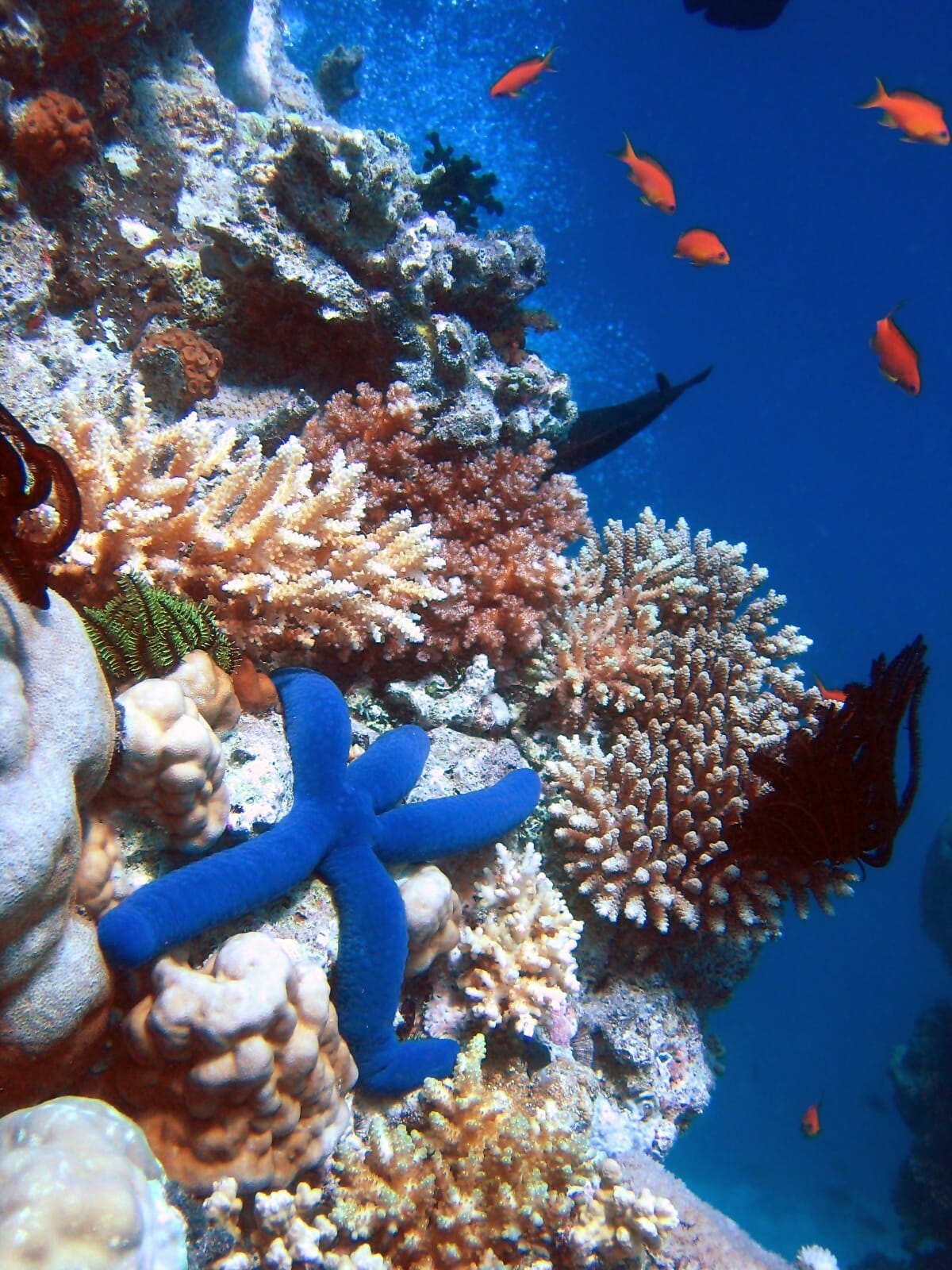 Life on a reef. Reefs occupy well under one per cent of the ocean floor and support an estimated quarter of marine species.