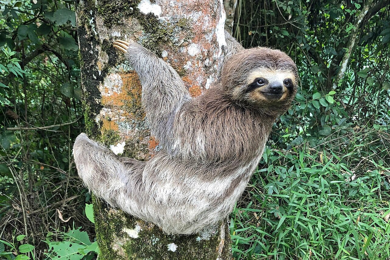 A sloth, one of the emblematic animals of Costa Rica's forests. The country has turned the protection of its extraordinary wildlife into both a point of national pride and the foundation of a world-leading ecotourism industry.