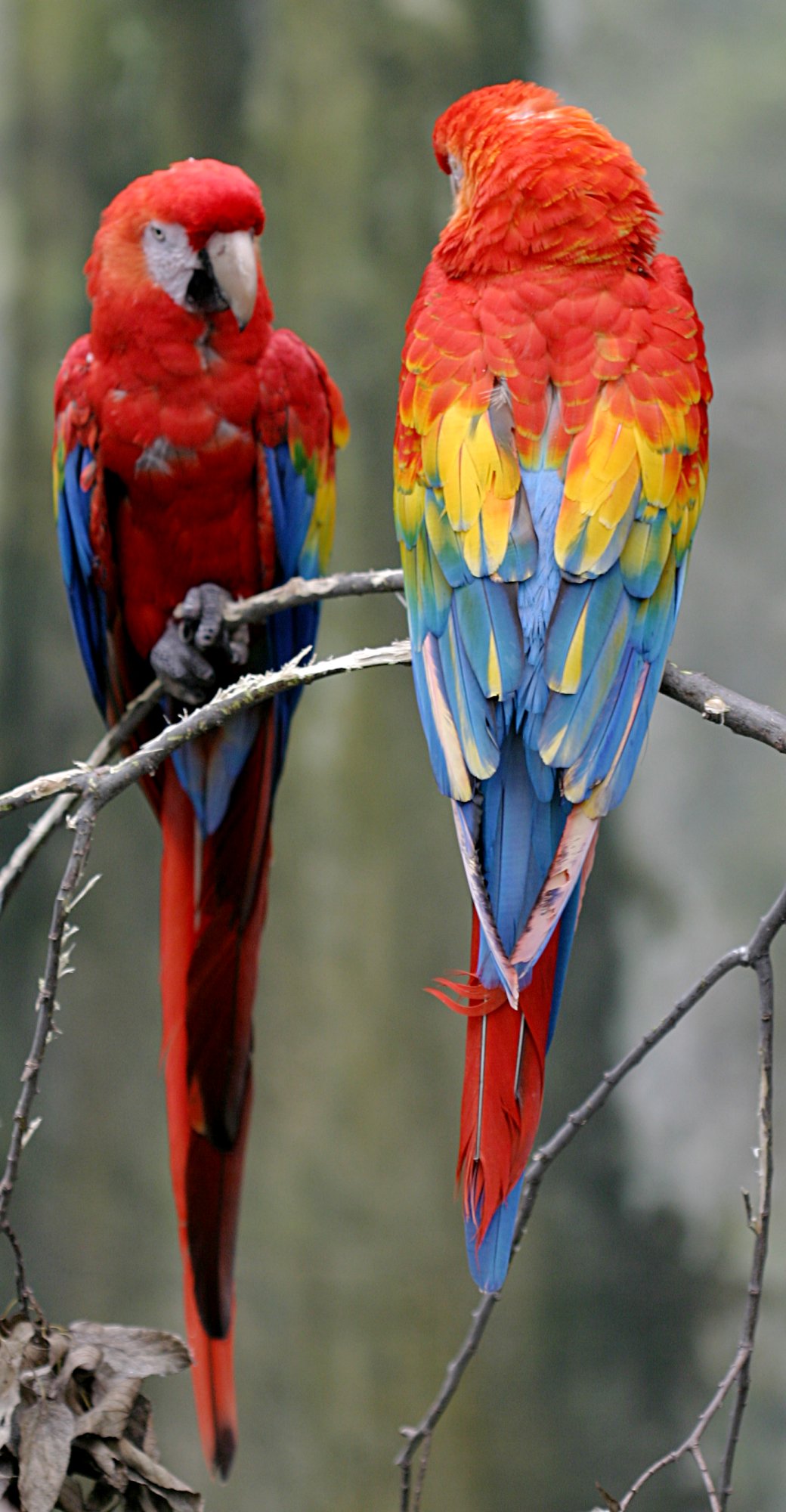 The scarlet macaw, one of the many vivid species that make Costa Rica a treasure of biodiversity. The country protects a remarkable share of its land in national parks and is a world leader in conservation and ecotourism.