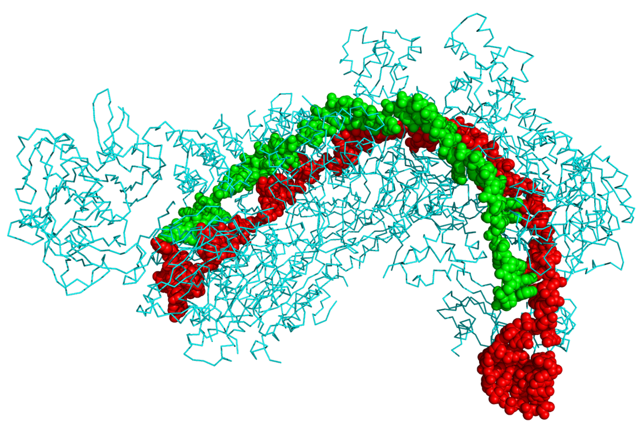 The Cas9 protein bound to its guide RNA and target DNA. Supplying a guide matching a chosen sequence directs the cut, which is what turned a bacterial defence into a general-purpose tool.