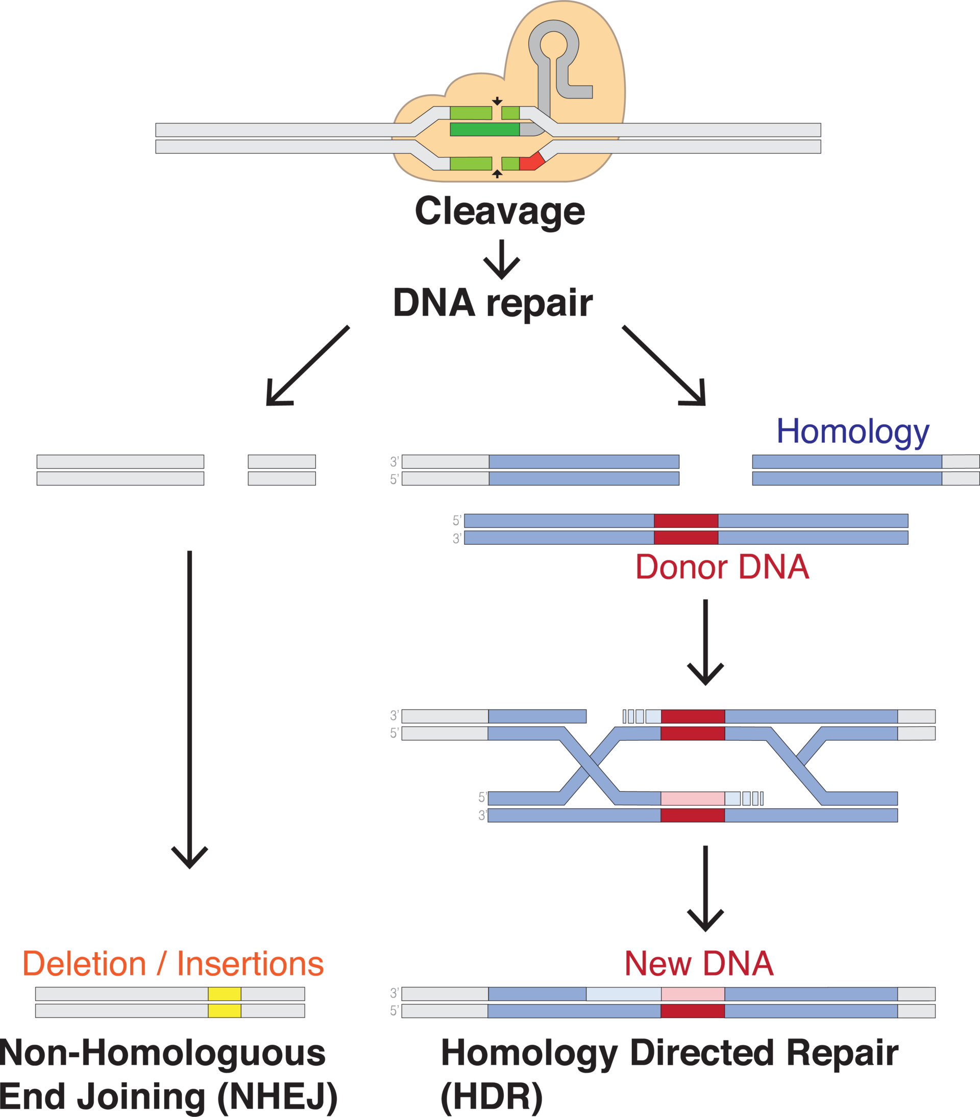 DNA repair after a double-stranded break Credit: Mariuswalter (CC BY-SA 4.0).