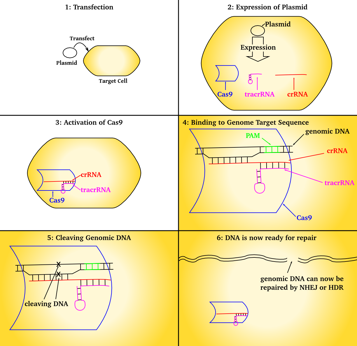 Overview of the transfection and DNA cleaving by CRISPR-Cas9 (crRNA and tracrRNA are often joined as a single strand of RNA when designing a plasmid)65 Credit: Nielsrca (CC BY-SA 4.0).