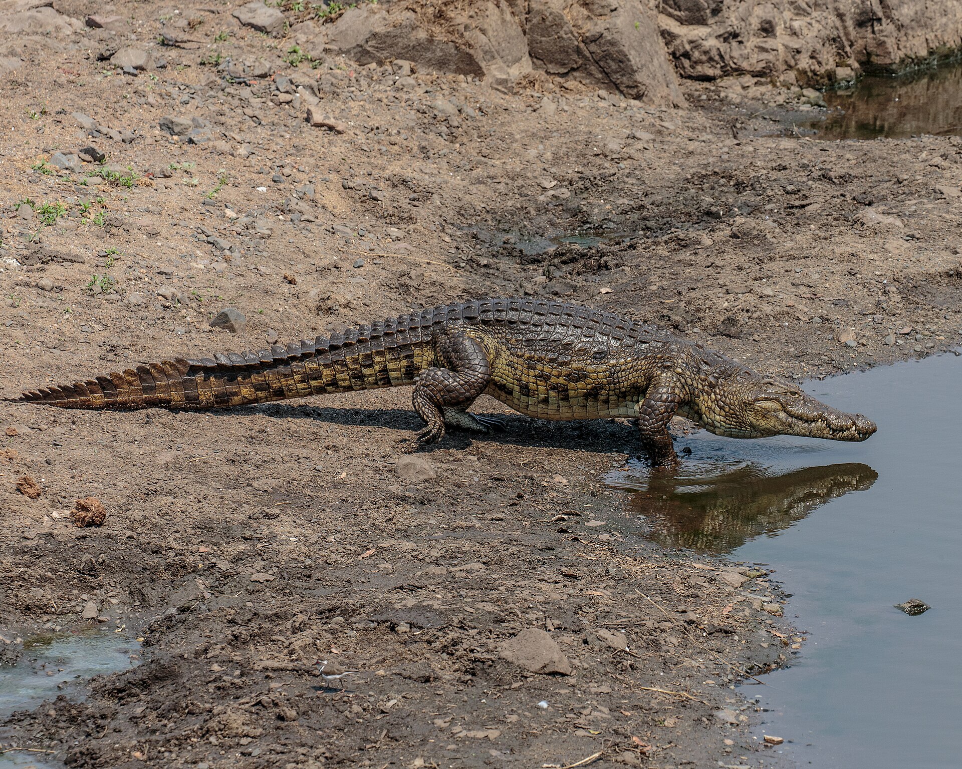 A Nile crocodile basking; its armoured, low-slung body has changed little in millions of years. Credit: Andy Morffew from Itchen Abbas, Hampshire, UK (CC BY 2.0).