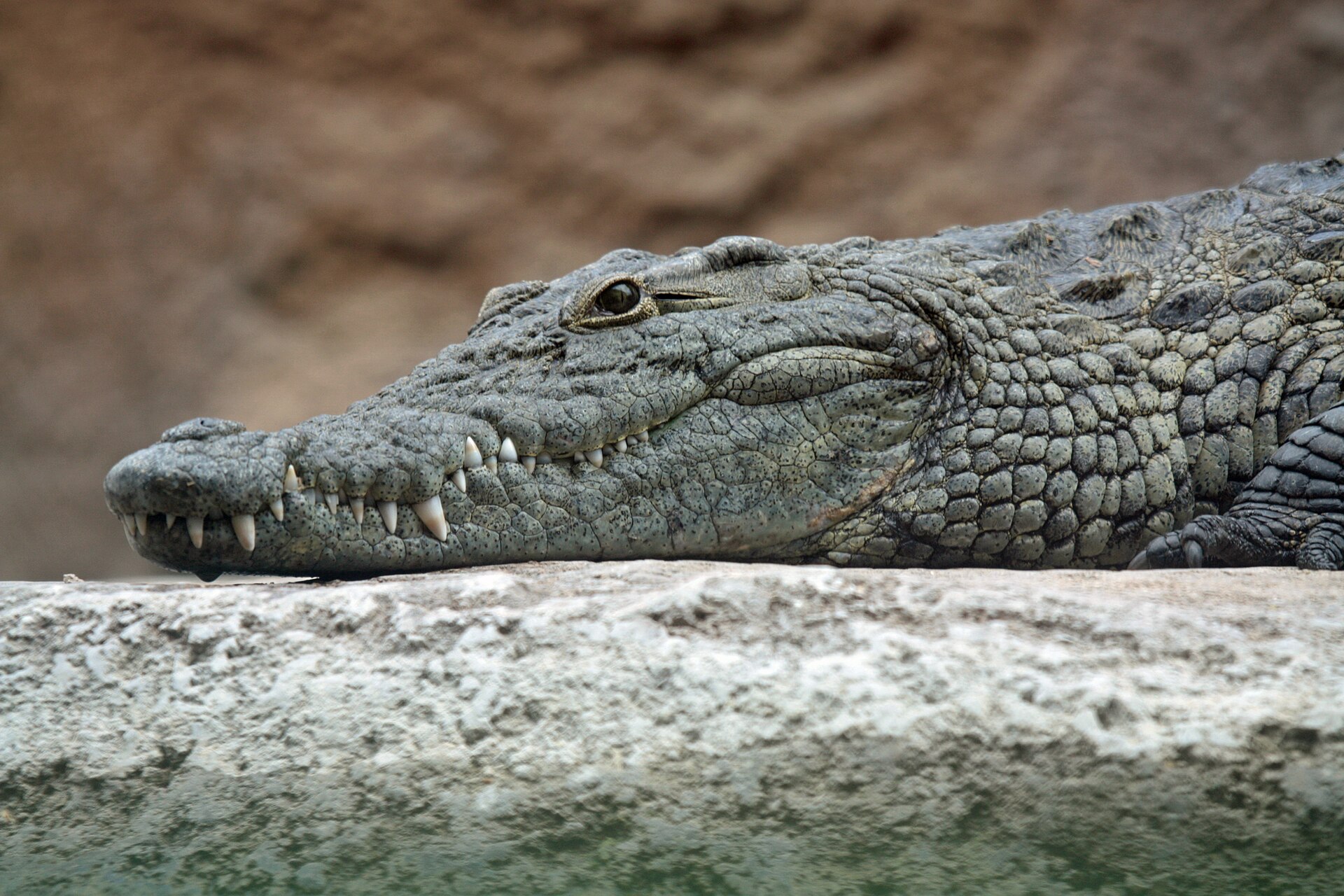 The head of a Nile crocodile, with eyes and nostrils set high so it can lurk almost completely submerged. Credit: Leigh Bedford (CC BY 2.0).