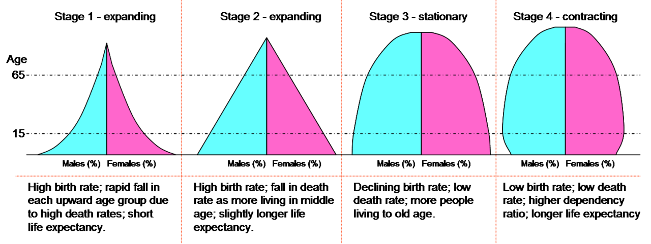 Population age structures at successive stages. The shape moves from a broad-based pyramid to a column, which is the demographic consequence that outlasts the transition itself.